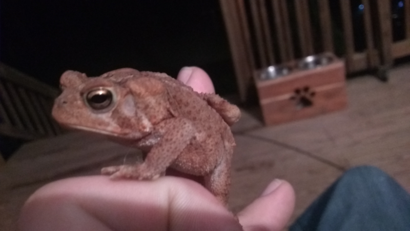 Cool toad